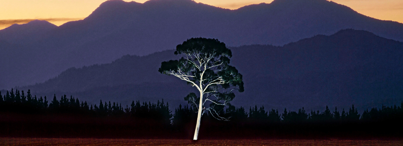 Ecalyptus tress in Greywacke vineyard